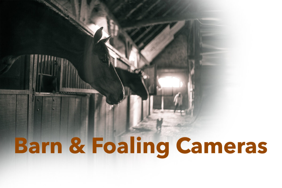 Barn and Foaling Cameras