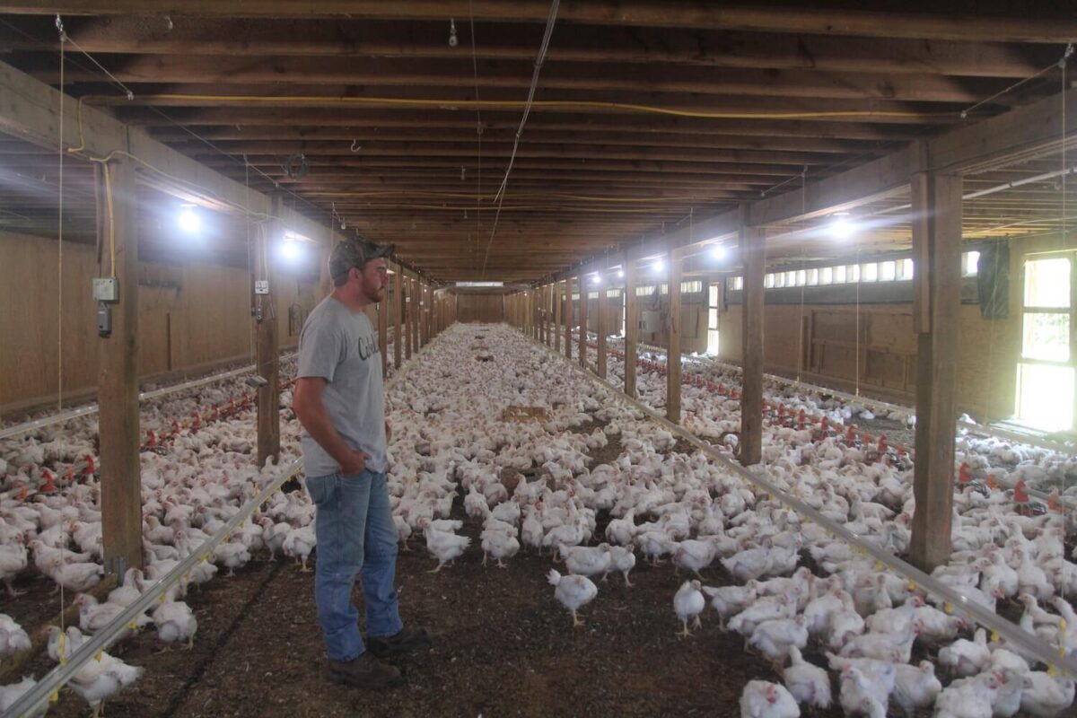 Poultry Farm Security Systems - Farm Cameras